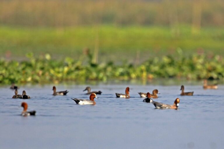 Read more about the article Keoladeo-Ghana National Park – Bharatpur