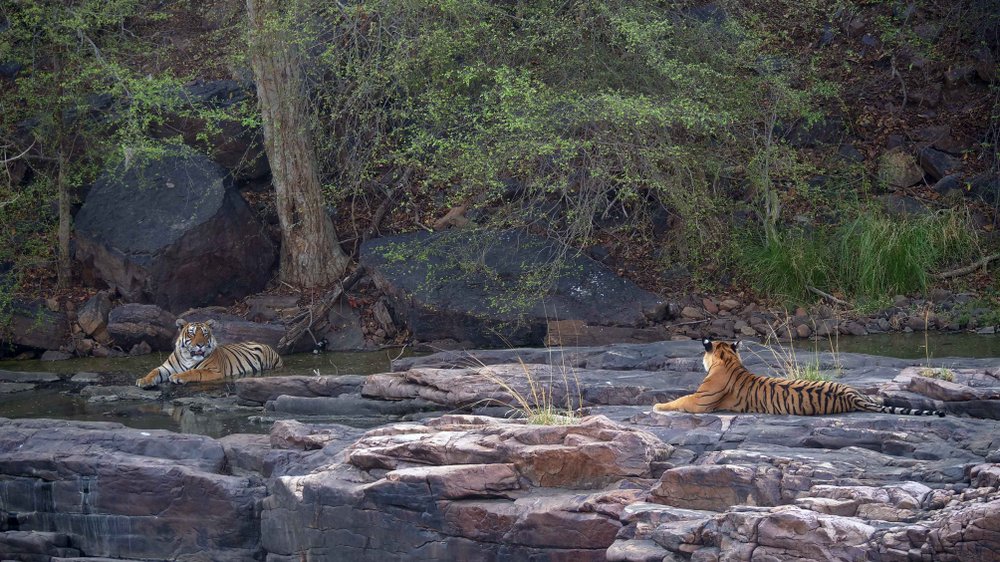You are currently viewing Ranthambore National Park