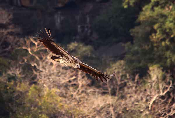 You are currently viewing Panna National Park