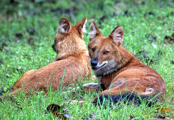 You are currently viewing Pench National Park