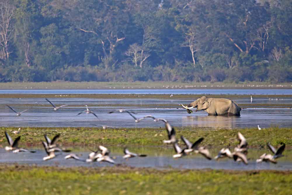 You are currently viewing Kaziranga National Park And Tiger Reserve