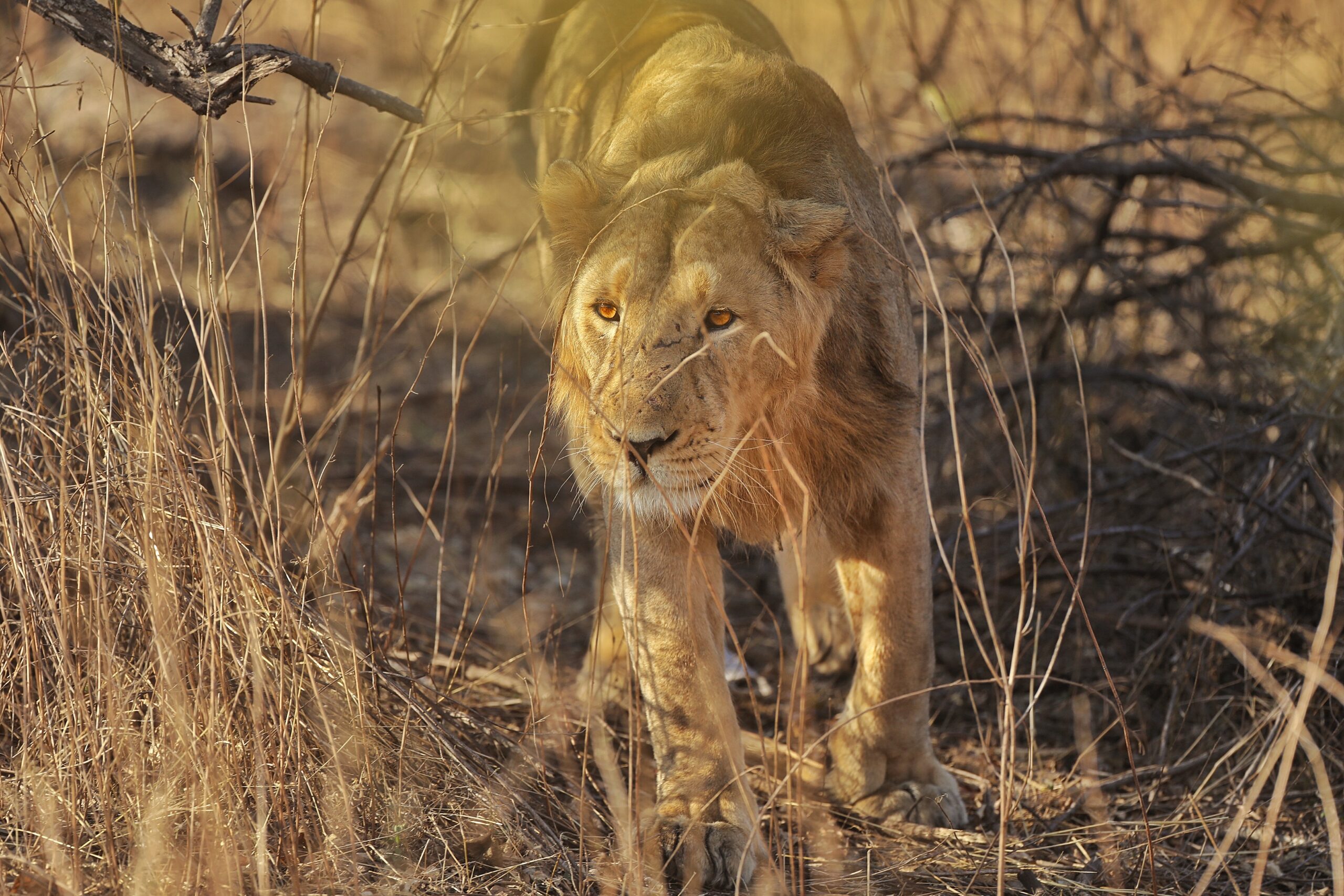 You are currently viewing Sasan Gir National Park